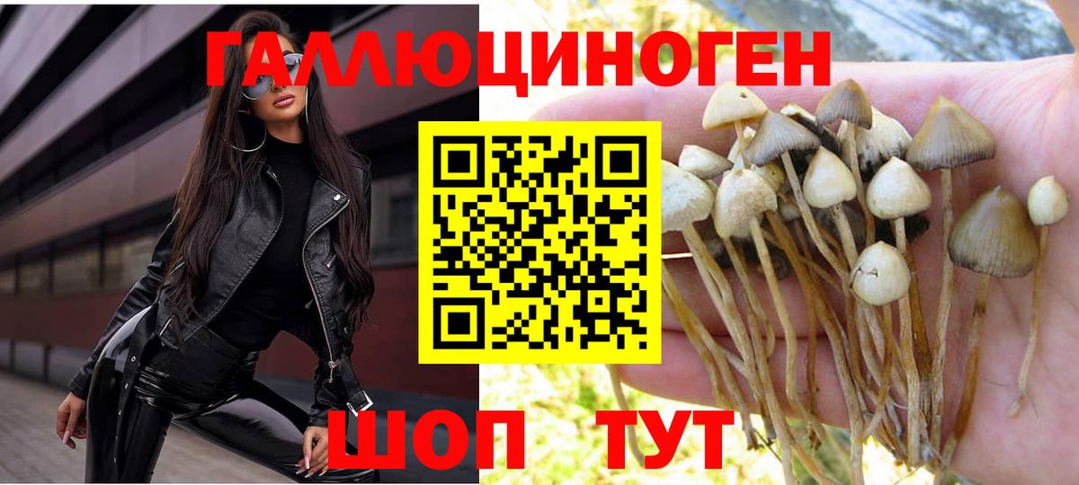 Курчалой  Галлюциногенные грибы MAGIC MUSHROOMS  Вход с VPN 